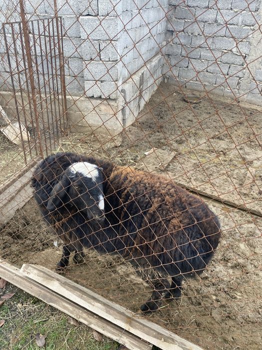 Тоқты , тоқтылар сатылады