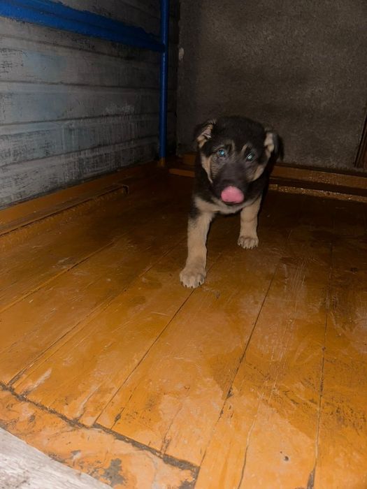 Щенок восточный немецкий овчарок