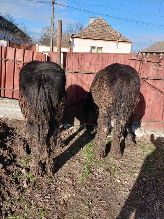 Vand doi manji blânzi!