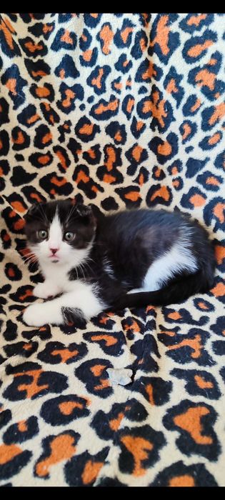 Прекрасный котёточек