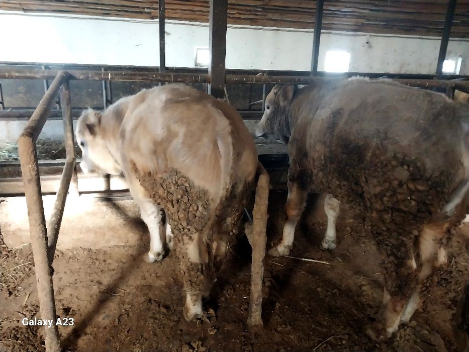 Продам  быков хорошые