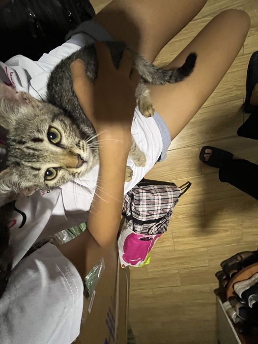 Отдам в добрые руки котика