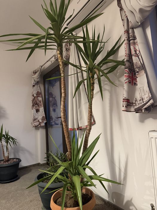 Plante de apartament/birou