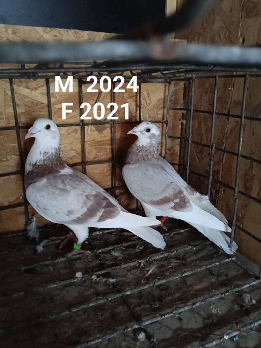 Perechi porumbei voiajori sport