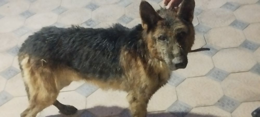 Nemis apcharka qoʻlga orqatilgan