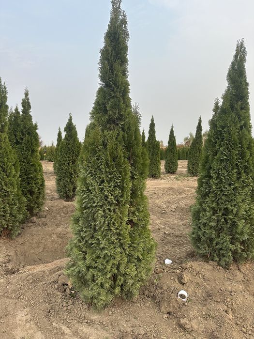 Туя Смарагд. Туя Брабант Туя шарик. Туя