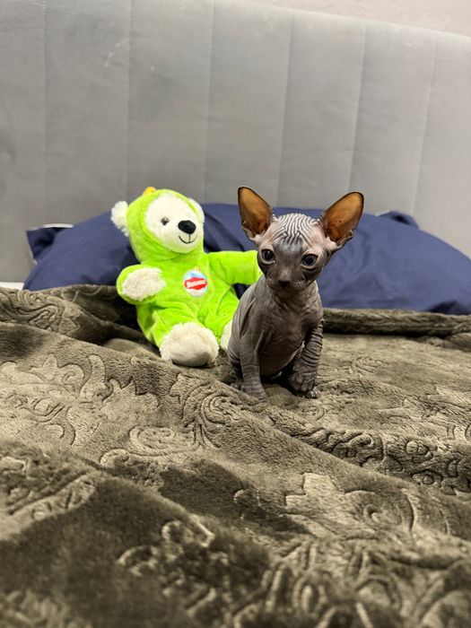 Шикарный мальчик сфинкс канадский