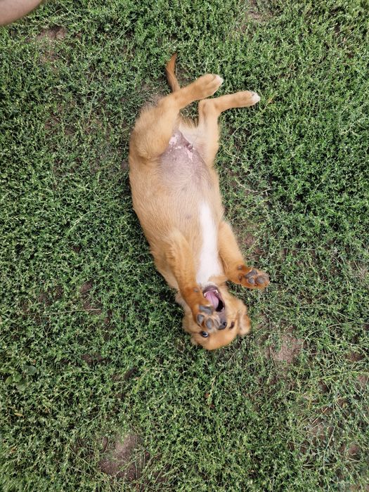 SPRE ADOPȚIE – Cățeluș de talie mică