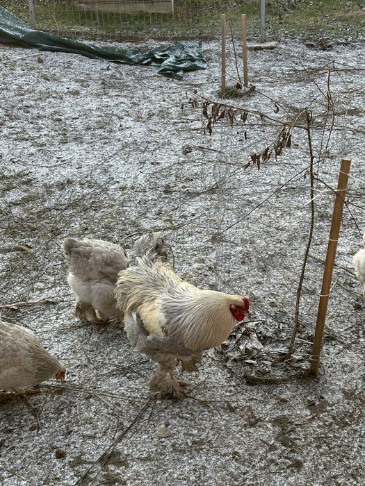 Pui Brahma, Wyandotte, Matase Japoneza