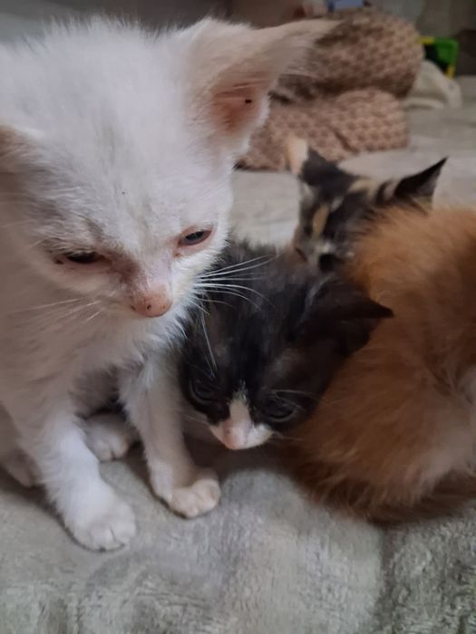 Отдам котят (Бесплтно)