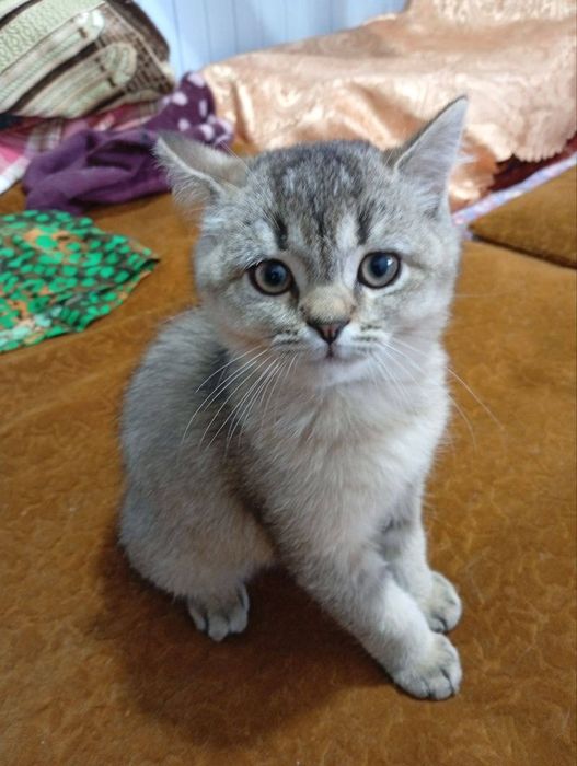 Срочно продается Шотландский Шиншиллы