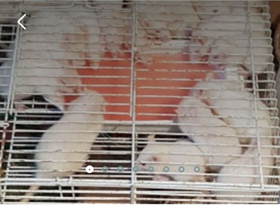 Продам крыску окраска разная