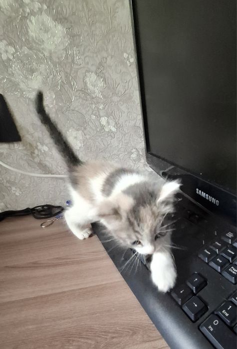 Отдам котят возраст месяц