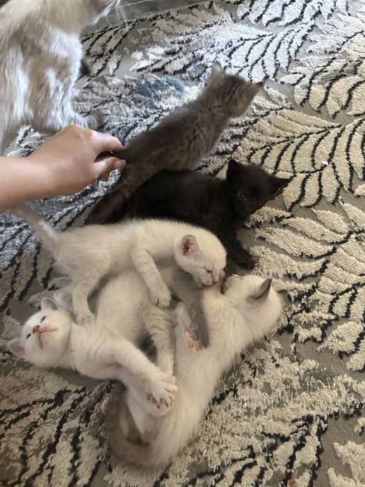 Отдам котят в добрые и надежные руки