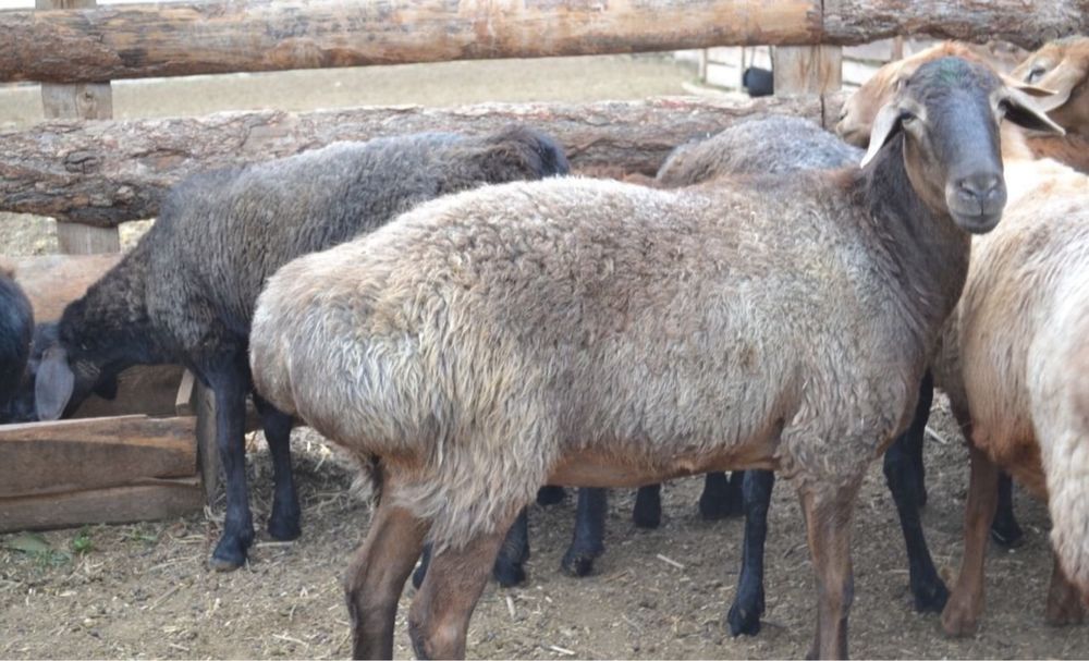 Едильбаские овцы курдючные на племя