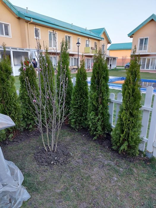 Mesteacan cu coaja albă tuia magnolia parfumată  tei