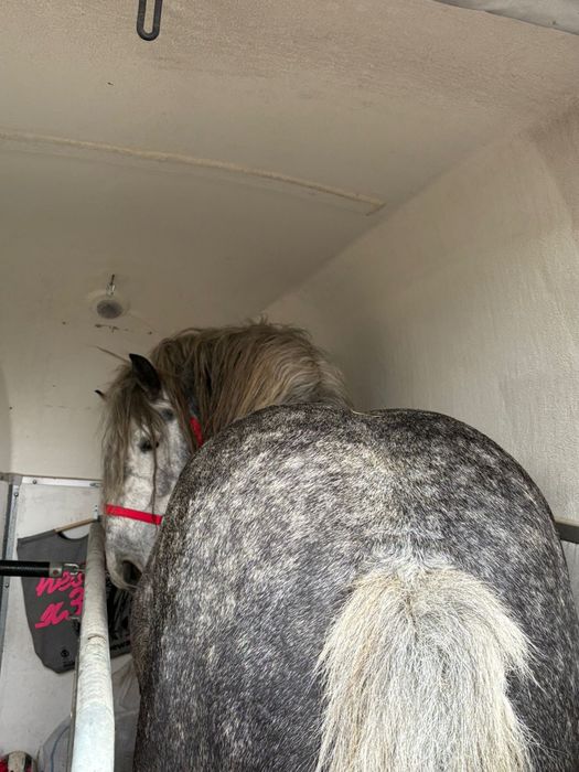 Armasar de 4 ani pentru monta sau vanzare