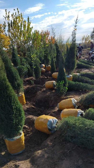 Можжевельник арча кучатлари сотилади