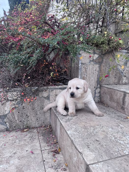 Puiut labrador mascul cu pedigrre