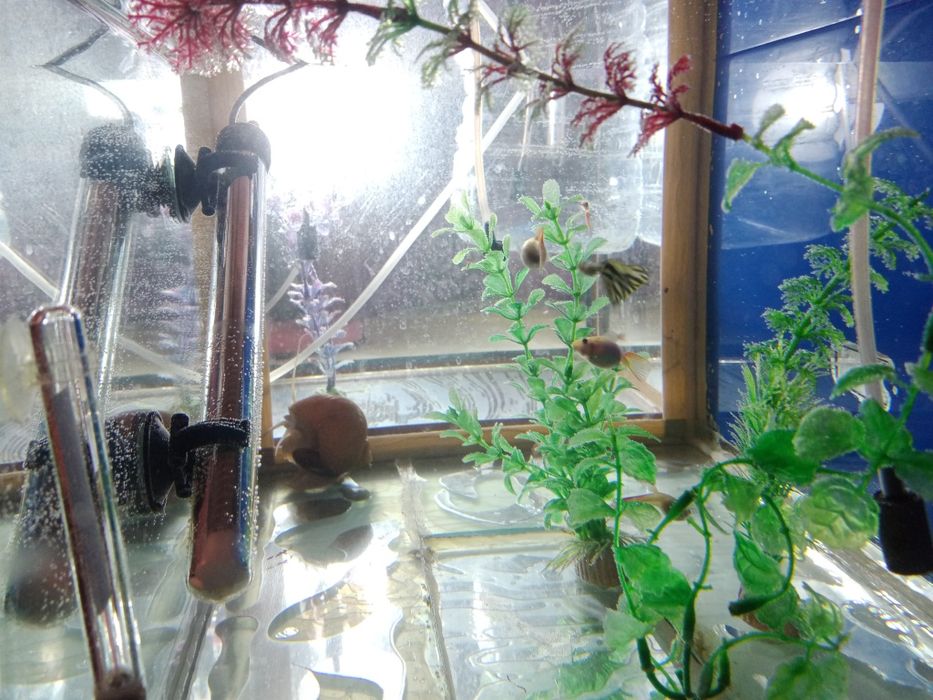 Продам рыбок гуппи