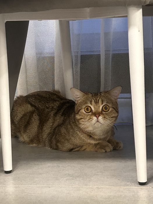 Нужна кошка для вязки