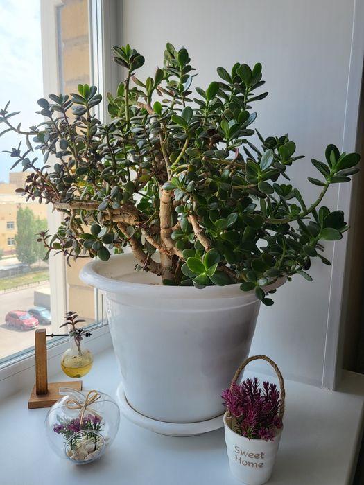 Продам денежное дерево Толстянка