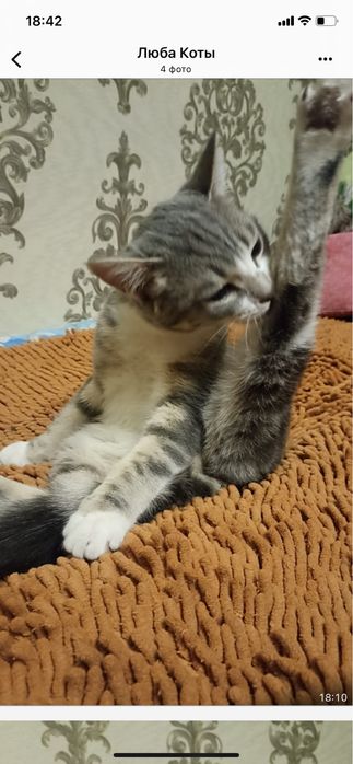 Котик,4мес. В добрые руки