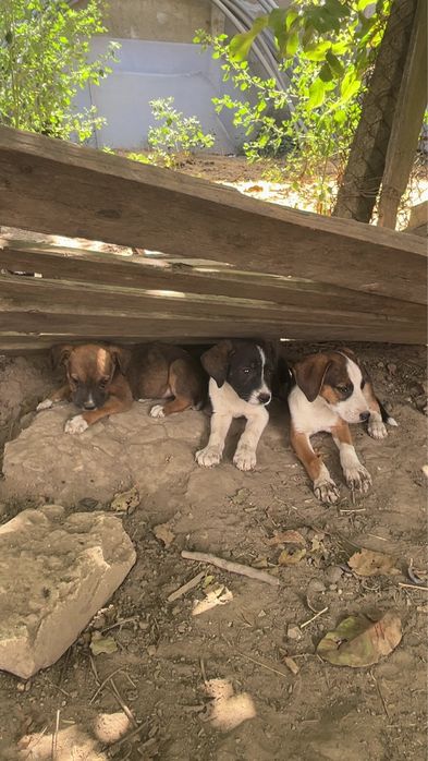 Ofer spre adoptie (american bully)