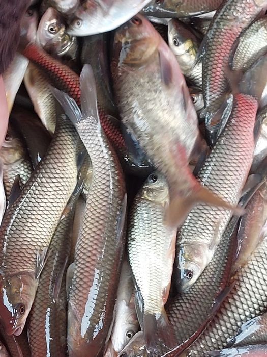 сазан бор таеор 80.грамдан 300 грамгача таеор
амур бор уруглик 50.100