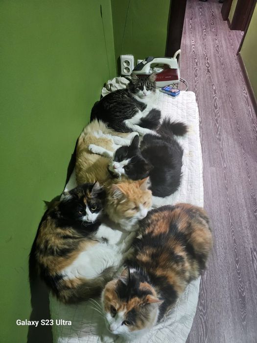 Отдам котят бесплатно — 5 шт