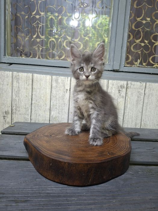 Котята породы Мейн-кун