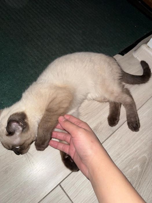 Кошка бесплатноо