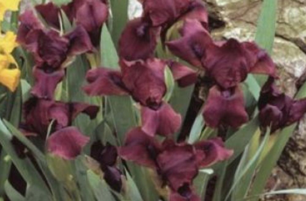 Ирис/Перуника за вашата градина