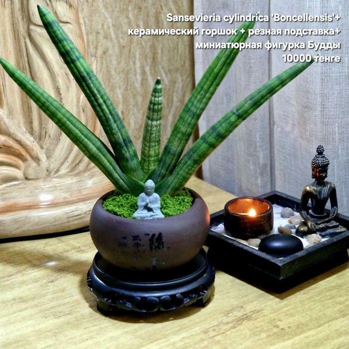 Суккуленты, флорариумы, композиции