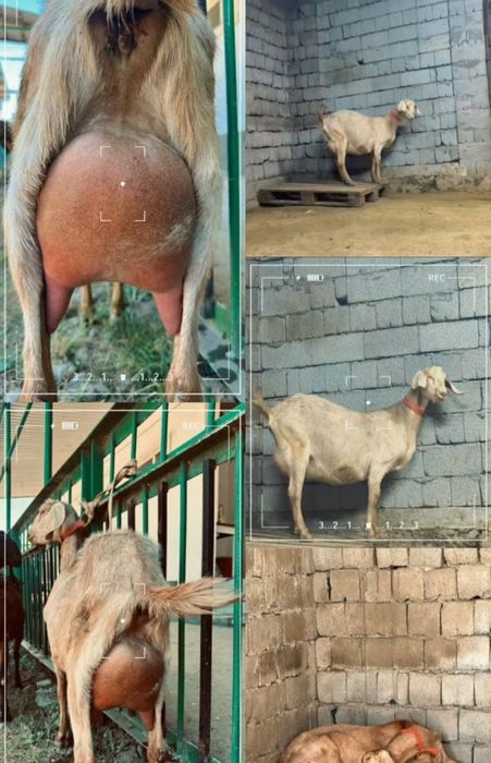 Англонубиская ешкі ерке лағымен