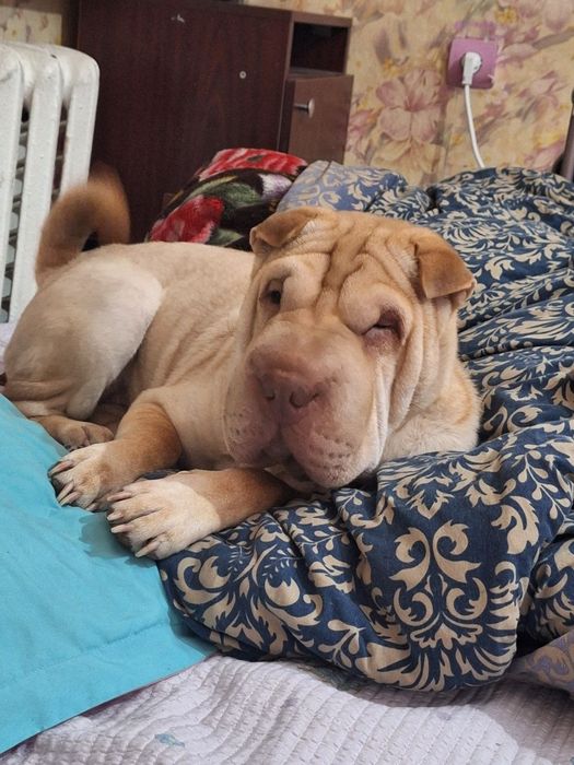 Продам шарпея девочку