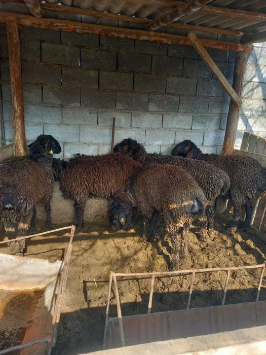 Қошқар 1 жасар 10 бас