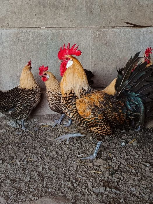 Ouă incubat găini  brakel auriu