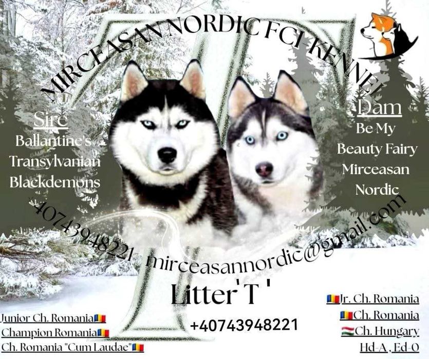 Pui Husky Siberian, părinți campioni.