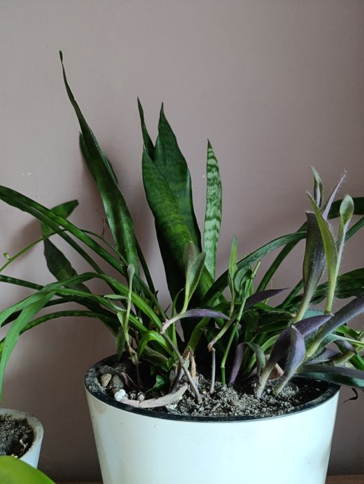 Сансельверия  Щучий хвост