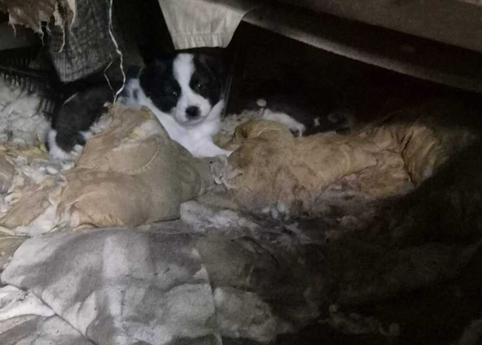 Dăruiesc spre adopție 3 pui grași și sănătoși