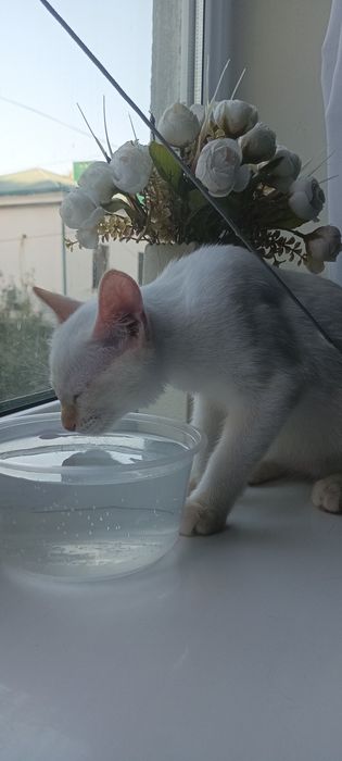 Котёнок в хорошие руки
