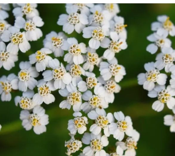 Ceai de coada șoricelului vrac