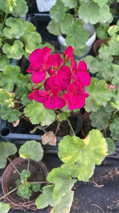 Распродажа комнатных цветов