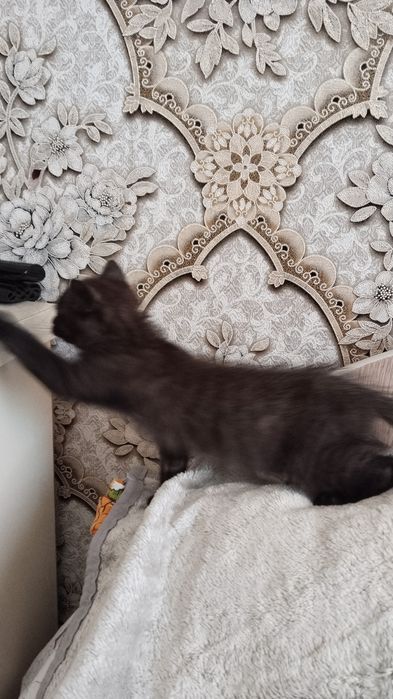 Отдам котенка в хорошие руки