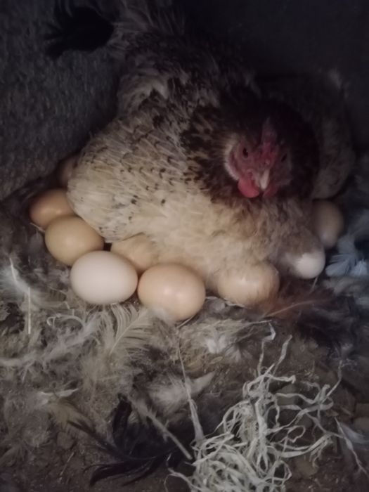 Күрік тауық сатылады