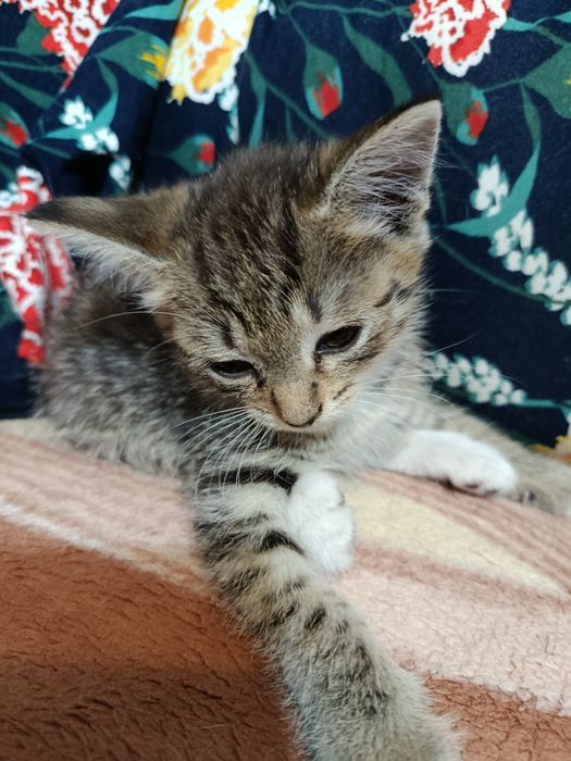 Отдам котят в хорошие руки