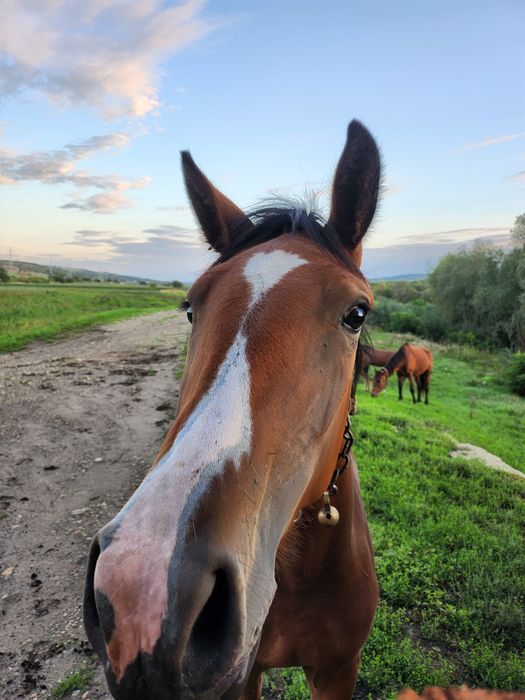 Vând  manza de 2 ani jumătate