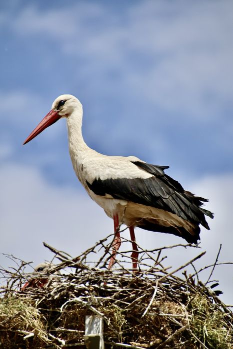 Обектив Tamron 18-400mm за Canon EF и RF