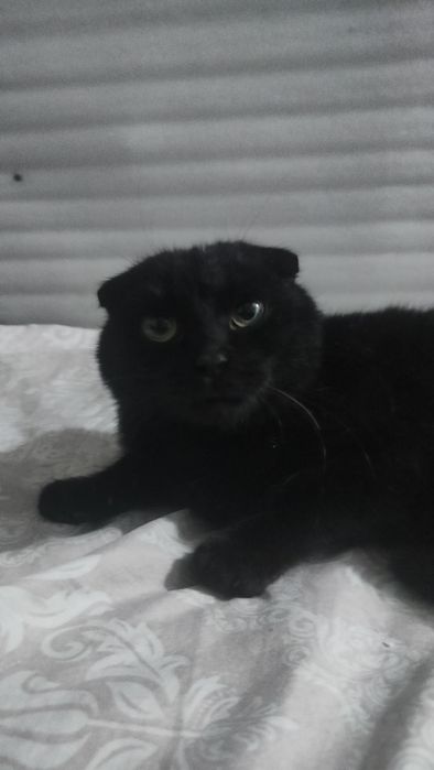 Zottor mushuk emlangan